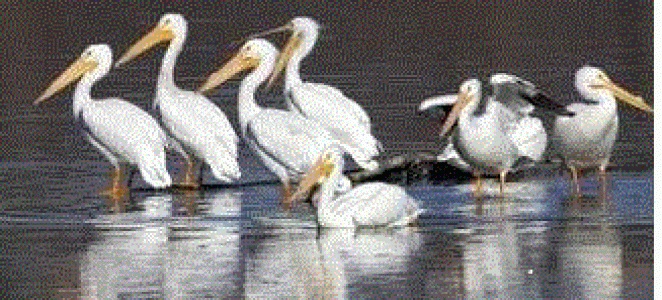 Missouri River Pelicans